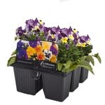 6 Cell Fusion Flowers Viola Rose Pink - Viola cornuta