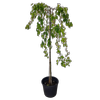30L Weeping Crabapple - Malus scheideckeri Red Jade
