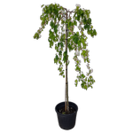 30L Weeping Crabapple - Malus scheideckeri Red Jade