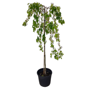30L Weeping Crabapple - Malus scheideckeri Red Jade