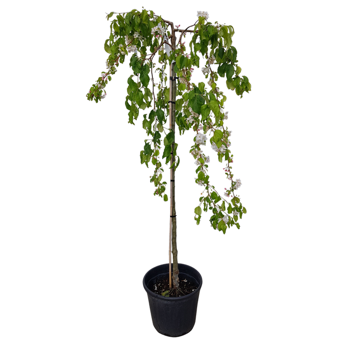 30L Weeping Crabapple - Malus scheideckeri Red Jade