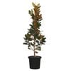 330mm Magnolia Teddy Bear - Magnolia grandiflora