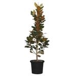 330mm Magnolia Teddy Bear - Magnolia grandiflora