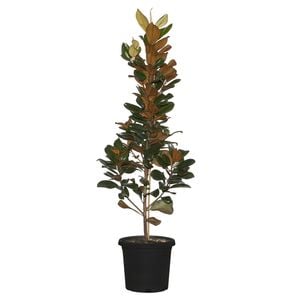 330mm Magnolia Teddy Bear - Magnolia grandiflora