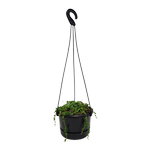 130mm String Of Pearls - Senecio rowleyanus