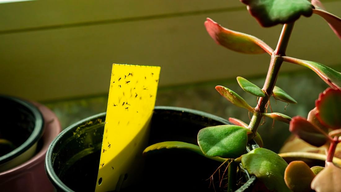 Fungus gnats inside a pot plant on a sticky trap