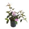 2.4L Tibouchina Blue Moon - Tibouchina organensis