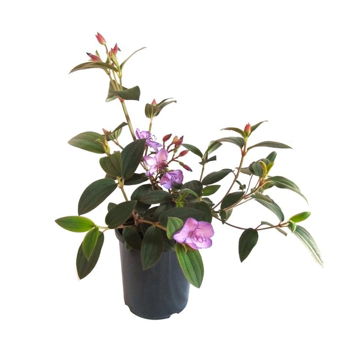 2.4L Tibouchina Blue Moon - Tibouchina organensis