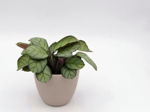 A close up of a Ctenanthe burle-marxii plant.