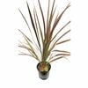 170mm Cordyline Electric Star Clumping Cabbage Tree 