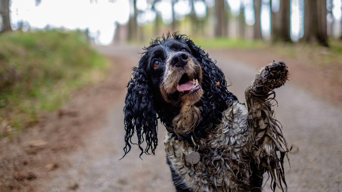 Close up of a soaking wet dog, sitting on a muddy dirt road and holding its paw up