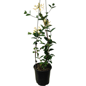 3.5L Honeysuckle - Lonicera Graham Thomas
