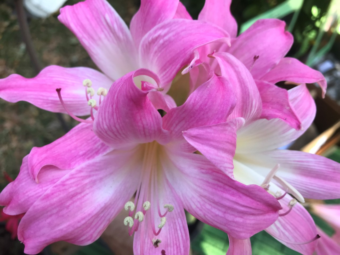 A group of pink amaryllis flowers