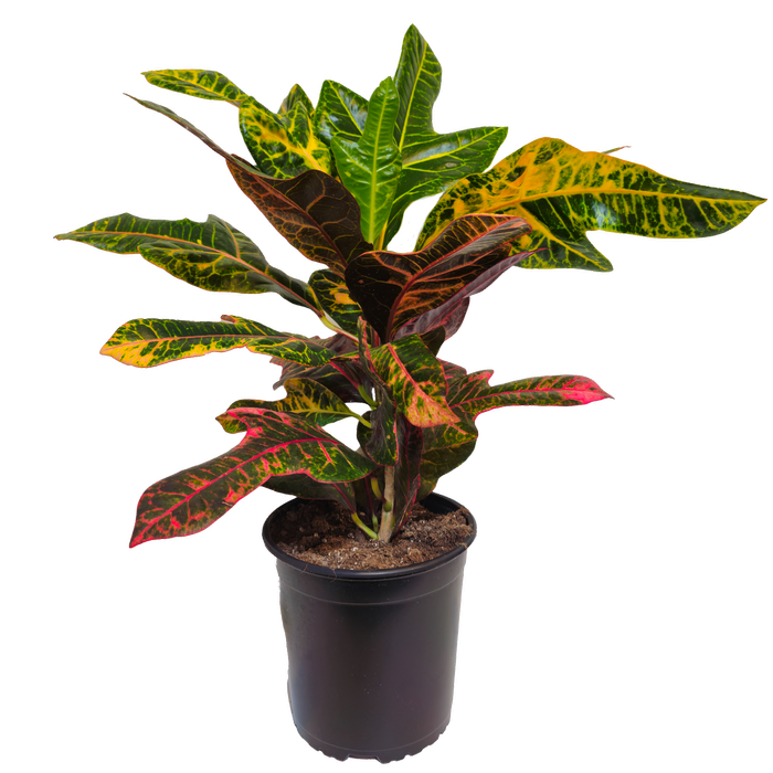170mm Croton - Codiaeum variegatum