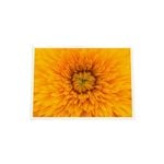 Galrie Stunning Close-Up of a Yellow Flower Fine Art Photography Print, White Frame, A2 42 x 60cm (16 x 24inch)
