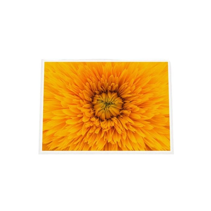 Galrie Stunning Close-Up of a Yellow Flower Fine Art Photography Print, White Frame, A2 42 x 60cm (16 x 24inch)