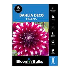 Bloomin Bulbs Dahlia Helena 1 Pack