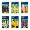 Fiesta Flower Bulbs Gladioli Bulbs
