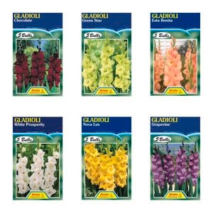 Fiesta Flower Bulbs Gladioli Bulbs