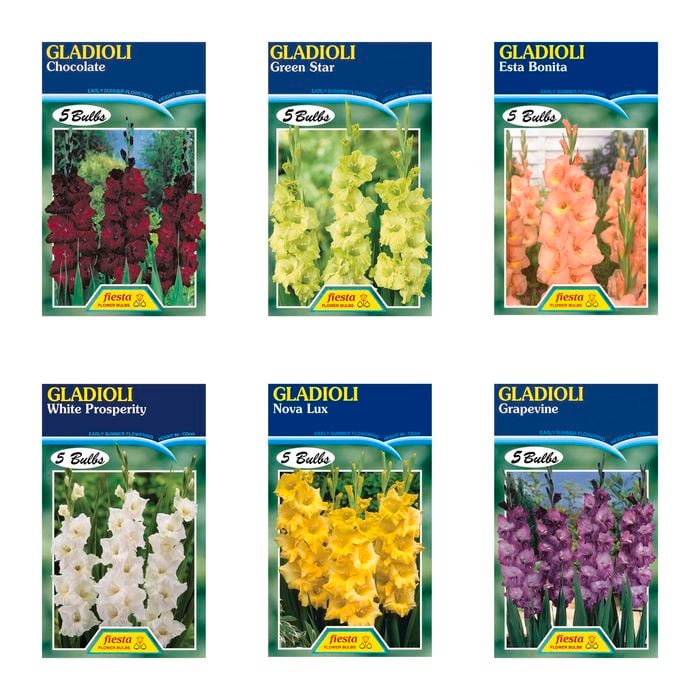 Fiesta Flower Bulbs Gladioli Bulbs