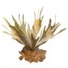 Fishbone Cactus Green With Ceramic Base