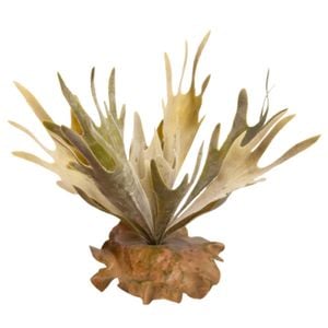 Fishbone Cactus Green With Ceramic Base