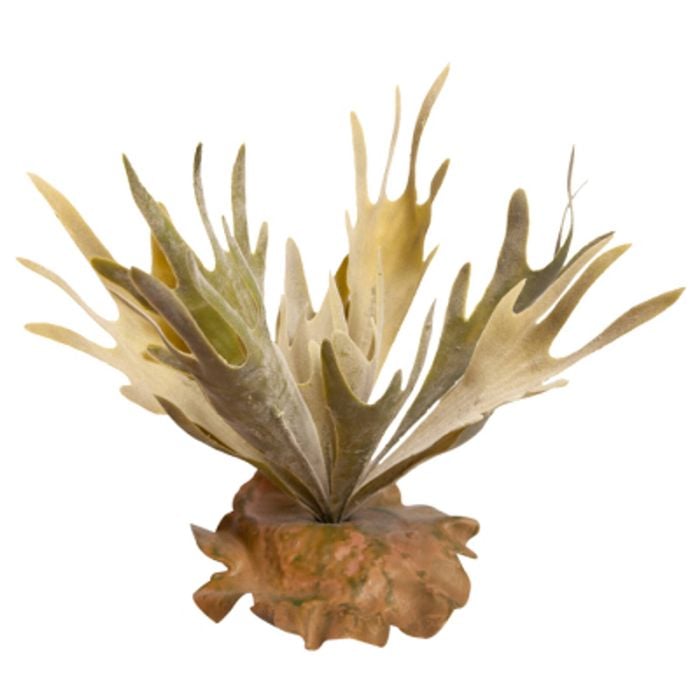 Fishbone Cactus Green With Ceramic Base - Bunnings Australia