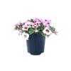 140mm Calibrachoa Double Regal Passions Range