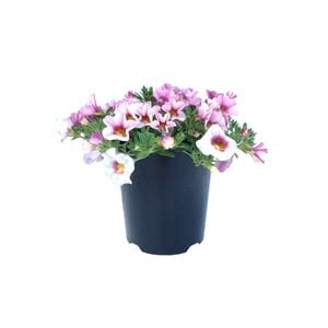 140mm Calibrachoa Double Regal Passions Range