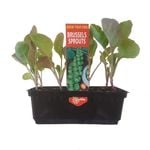 Punnet Brussels Sprouts - Brassica oleracea Gemmifera - Grow Your Own Range
