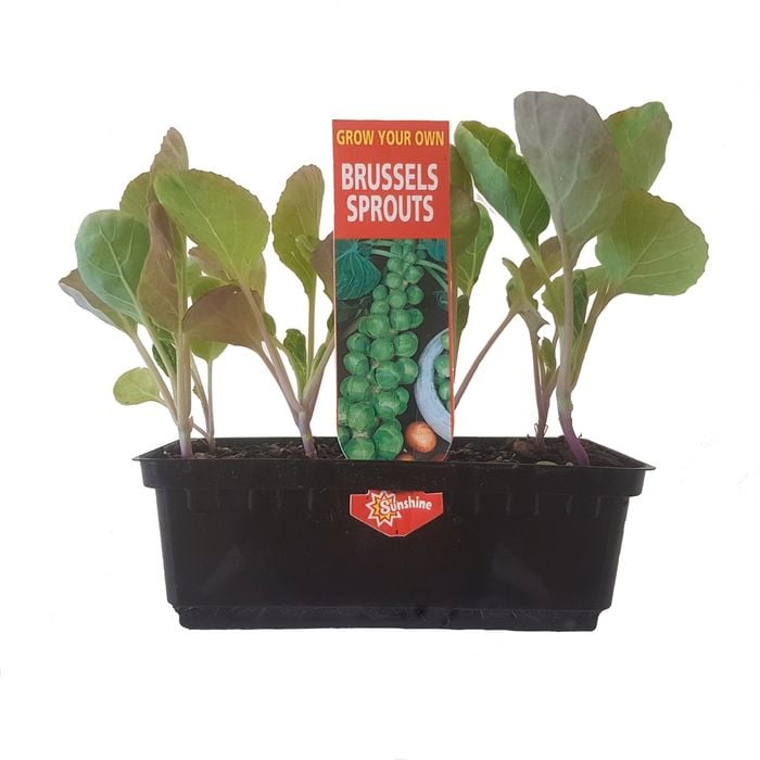 Punnet Brussels Sprouts - Brassica oleracea Gemmifera - Grow Your Own Range
