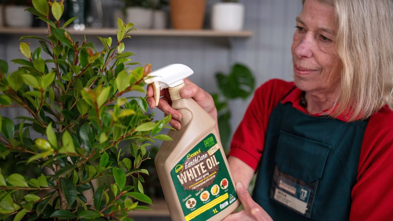 Preventing Lilly Pilly Plant Problems: Managing Psyllids and Scale for a Flourishing Garden