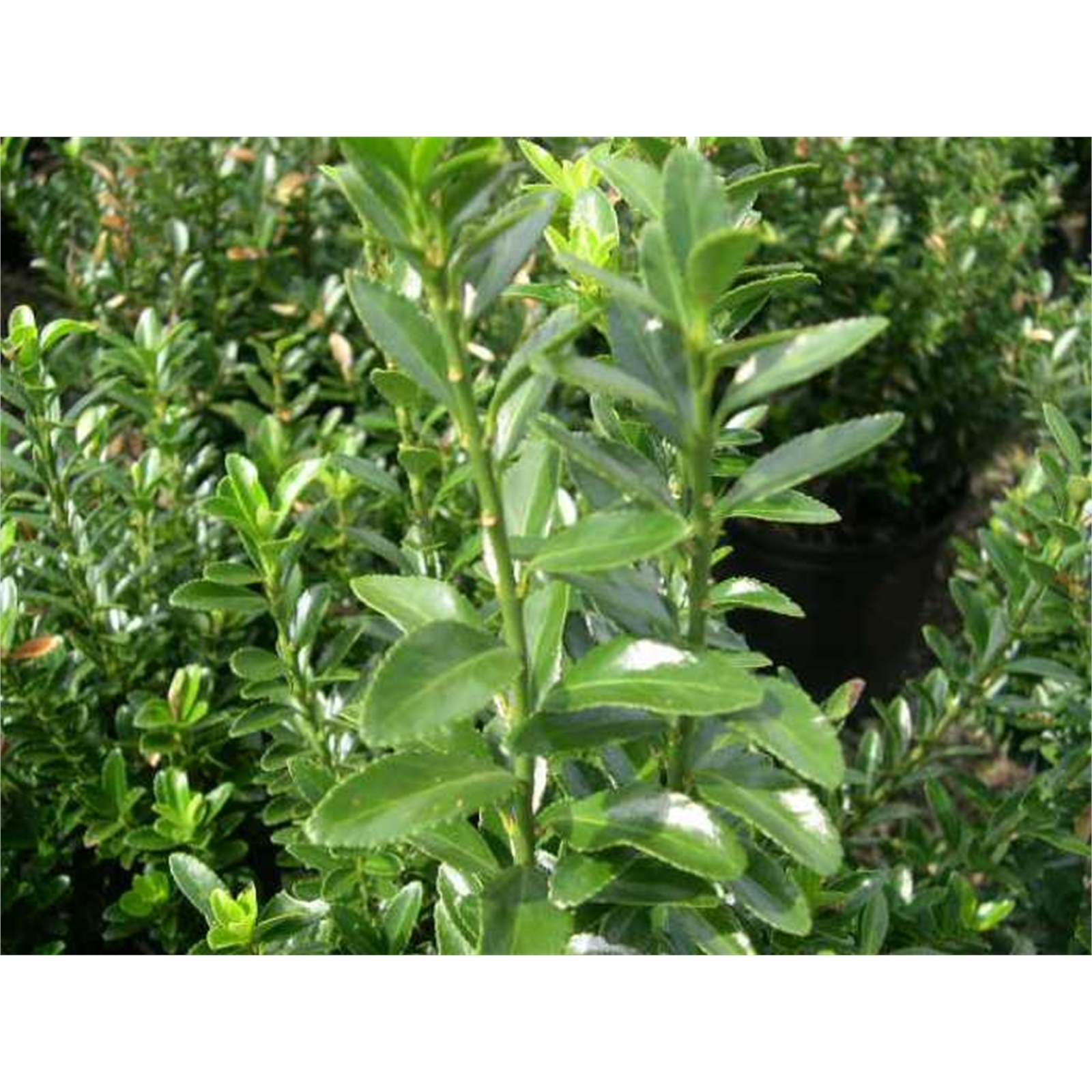 140mm Dwarf Japanese Spindle Bush - Euonymus japonicus microphyllus product image