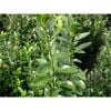 140mm Dwarf Japanese Spindle Bush - Euonymus japonicus microphyllus