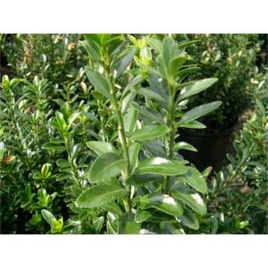 140mm Dwarf Japanese Spindle Bush - Euonymus japonicus microphyllus