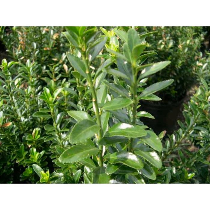 140mm Dwarf Japanese Spindle Bush - Euonymus japonicus microphyllus