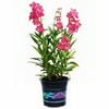 140mm Beardtongues Cha Cha Pink - Plantaginaceae