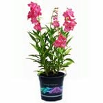 140mm Beardtongues Cha Cha Pink - Plantaginaceae