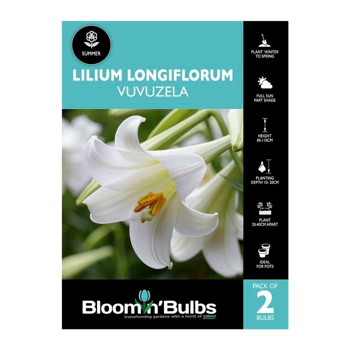 Bloomin' Bulbs Lilium Vuvuzela - 2 Pack