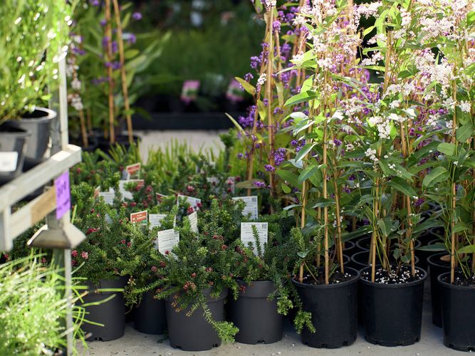 Trade Service - Commercial Greenlife - Image Gallery - 7