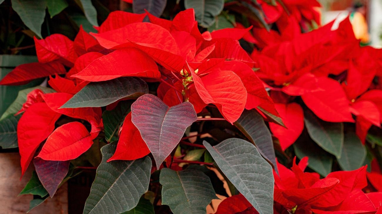 A close up of red poinsettia flowers 