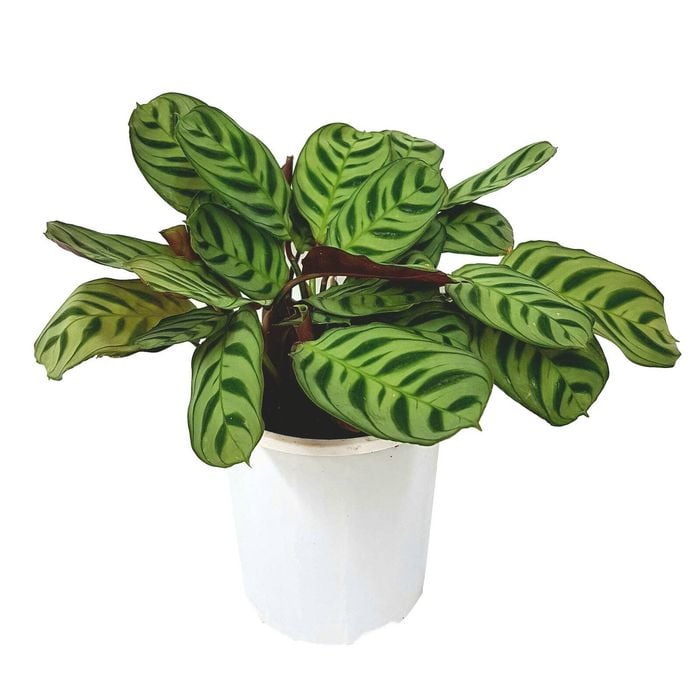 180mm Fishbone Prayer Plant - Ctenanthe burle Marxii Amabilis