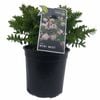 170mm Wiri Mist - Hebe