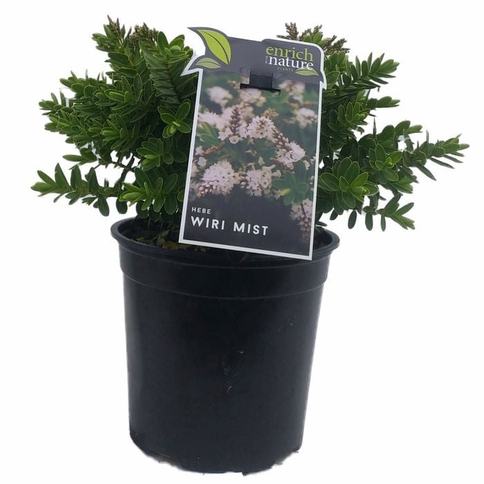 170mm Wiri Mist - Hebe
