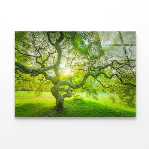 Japanese Maple Tree  Print 100% Australian Made 90 x 60cm  (Acrylic)