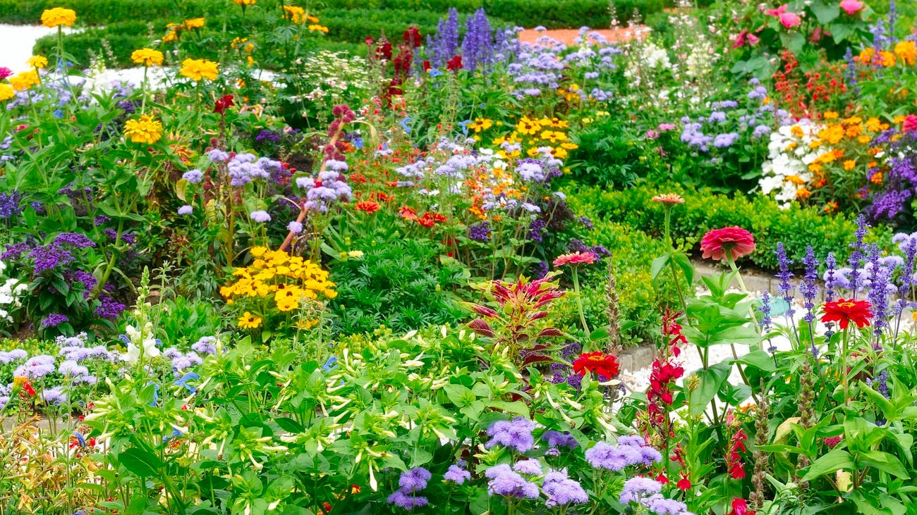 Various flowers in purple, yellow, violet, orange and white colours and plants in garden beds in a chaos gardening fashion.