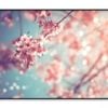 Close-Up Beautiful Vintage Sakura  Print 100% Australian Made 120x90cm  (Poster)