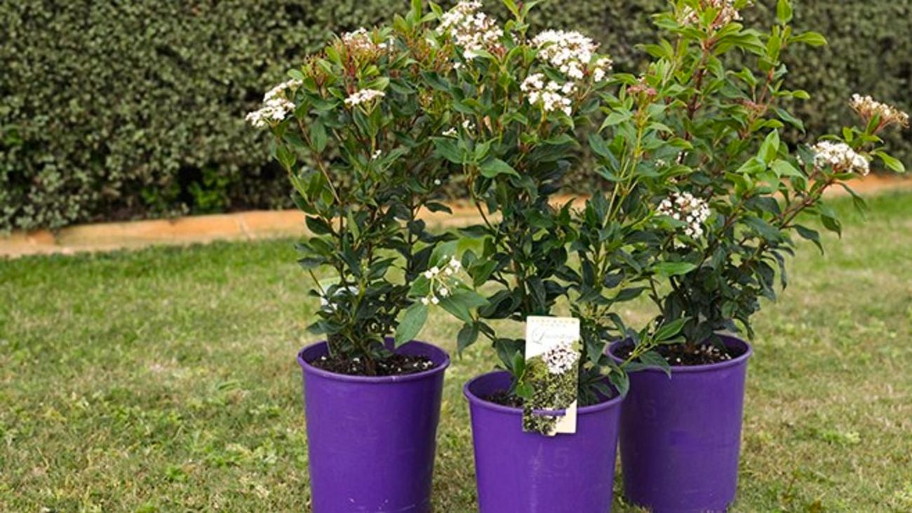 Magnolia plants on green lawn.
