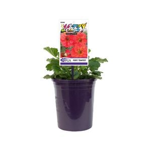 140mm Jazzy Geum - Geum fiery Tempest