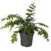 120mm Macho Fern - Nephrolepis biserrata